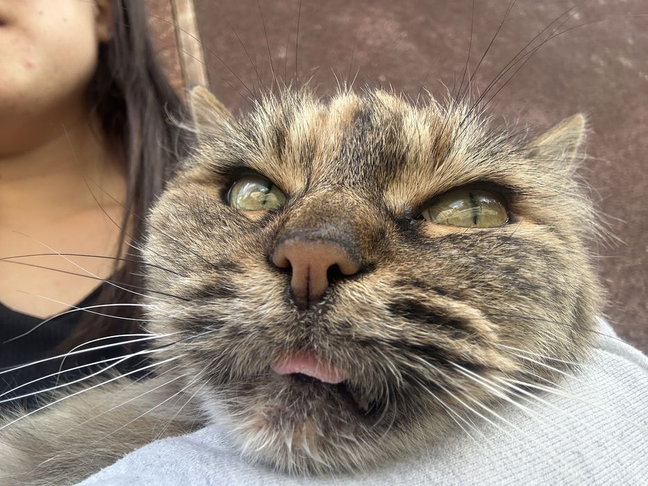 Бойкая кошка ищет дом