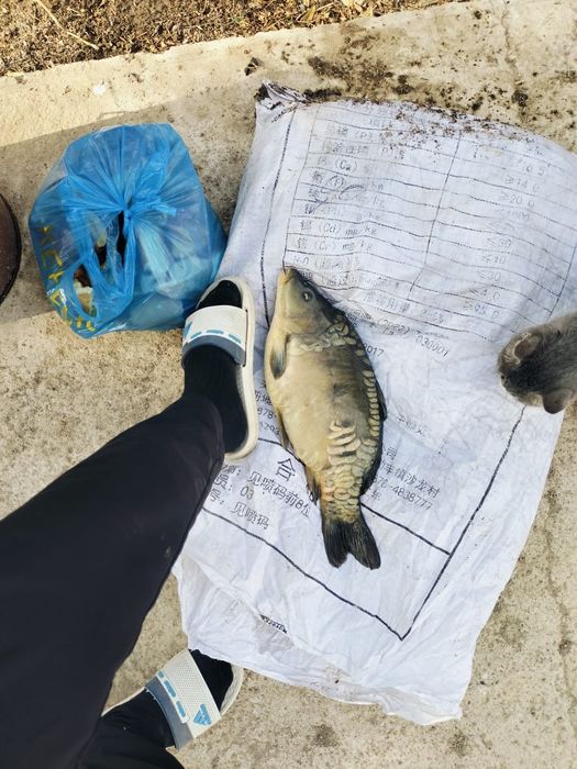 Рыба сазан живой