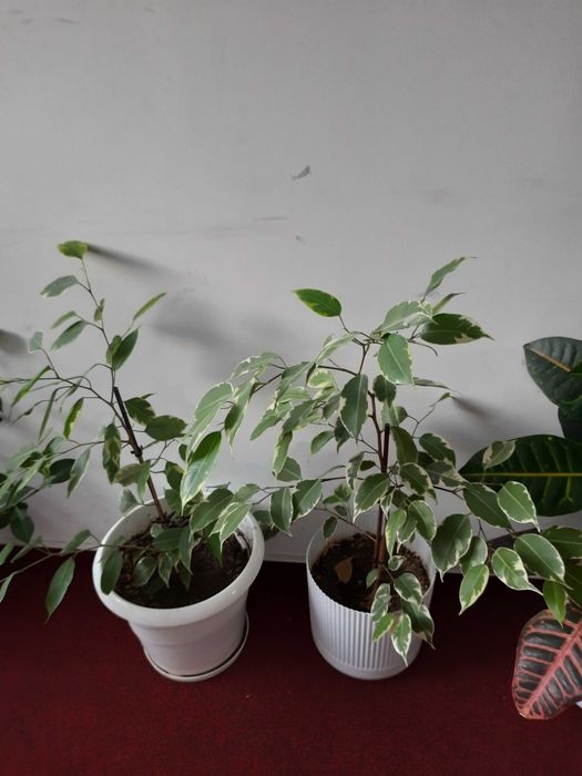 Фикус-Бенжамин 30 см