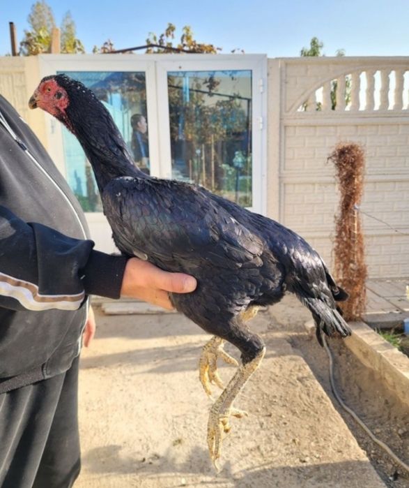 Дакан макиёнлар 3 та ва 5 та жужа  макиён 4 кг тепа тухумда