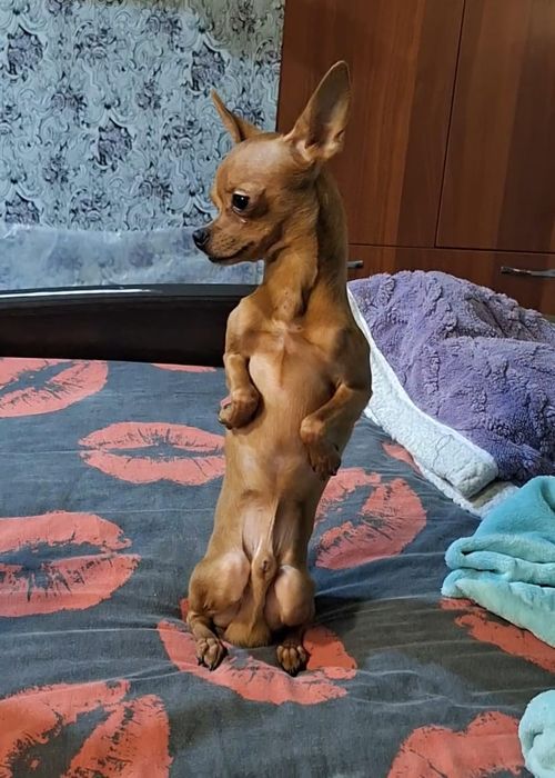 Мини тойчик ищет девочку для вязки