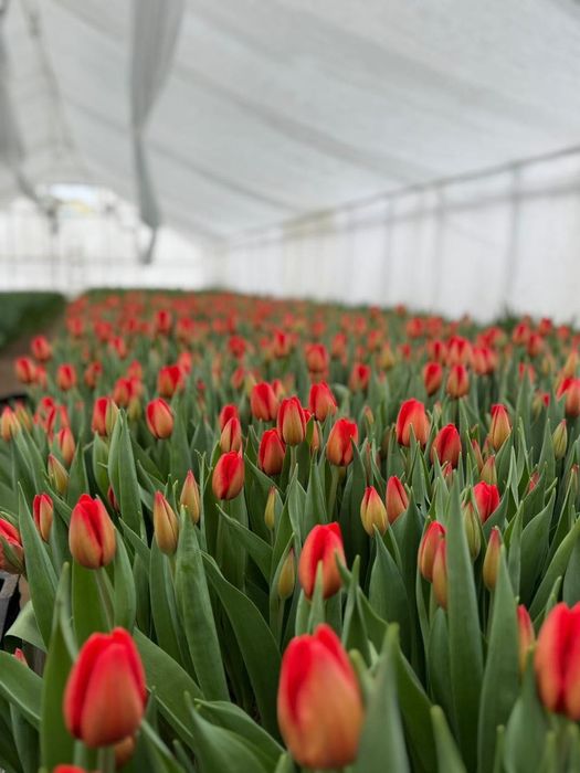 Голландские тюльпаны от производителя, оптом