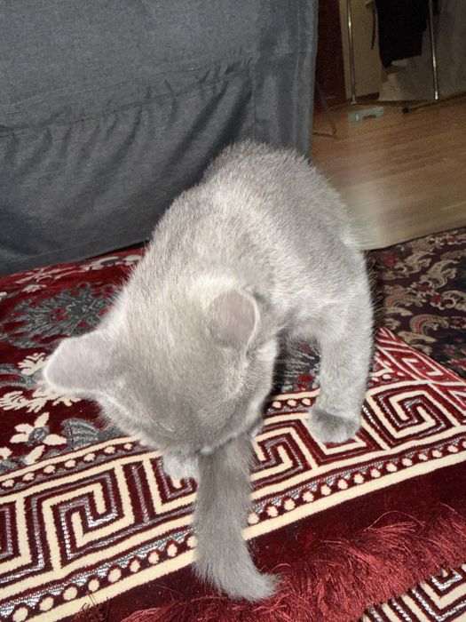 Домашние кошки 2 месяц