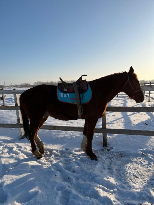 Продам жеребеца айгыр сатам