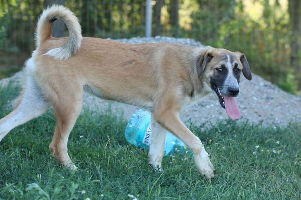 Abby, catelusa spre adoptie