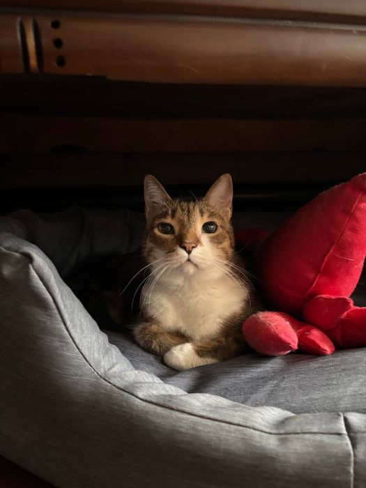 Няня для кошек с выездом на дом. Уход за котиком без стресса