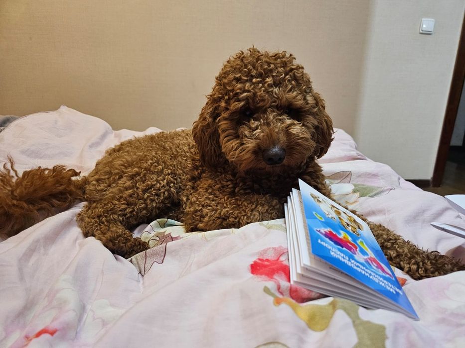 Той пудель продать