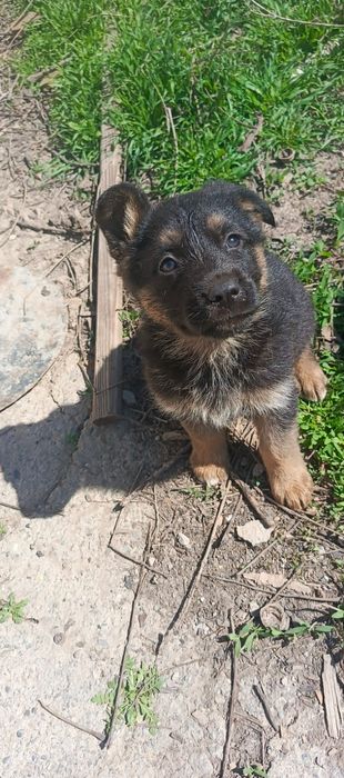 Щенок немецкой овчарки.