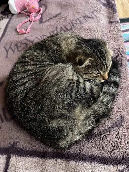Кошечка 6 месяцев