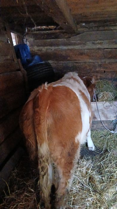 Vând 2 junici de 11luni