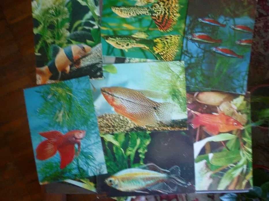 Продам книгу Аквариум в школе Набор открыток  Мир аквариума СССР