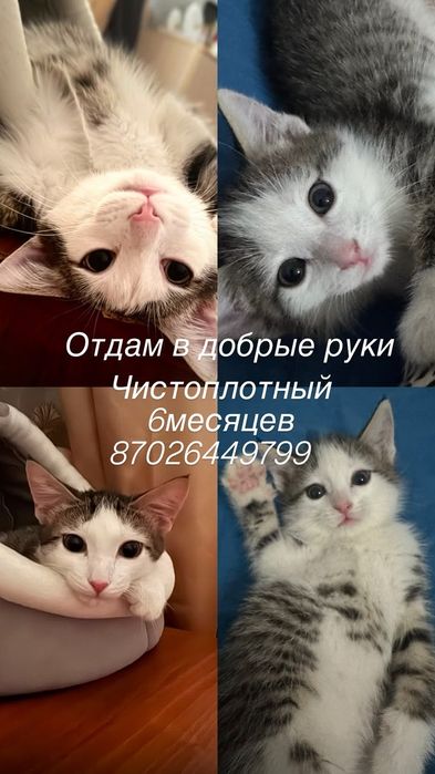 Кот на хорошие руки