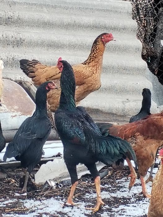Продам Петухов и курей