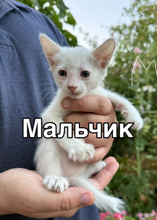Котята бесплатно