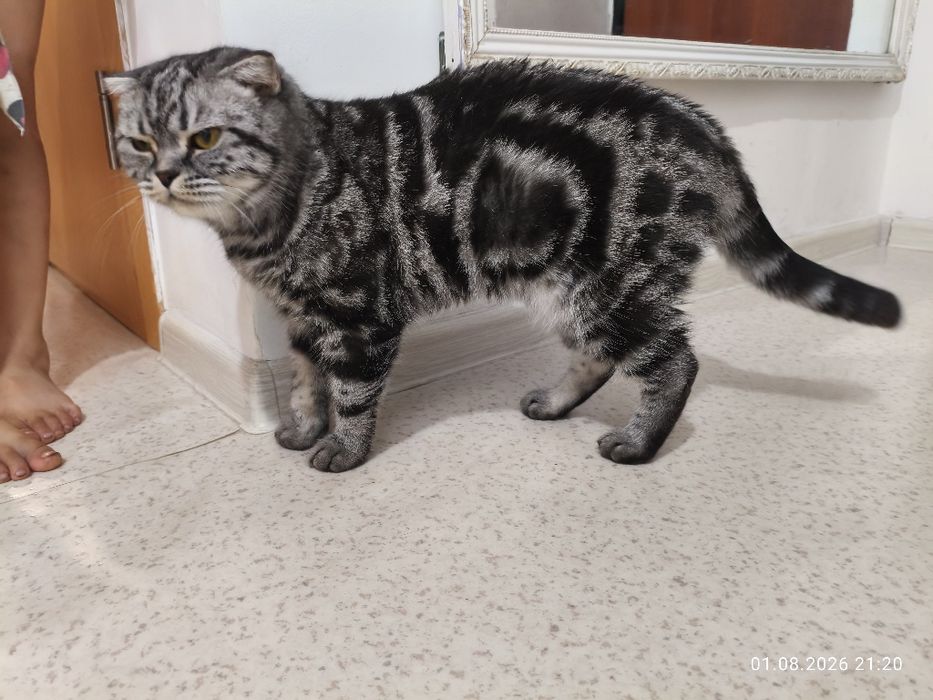 Шотландская кошка