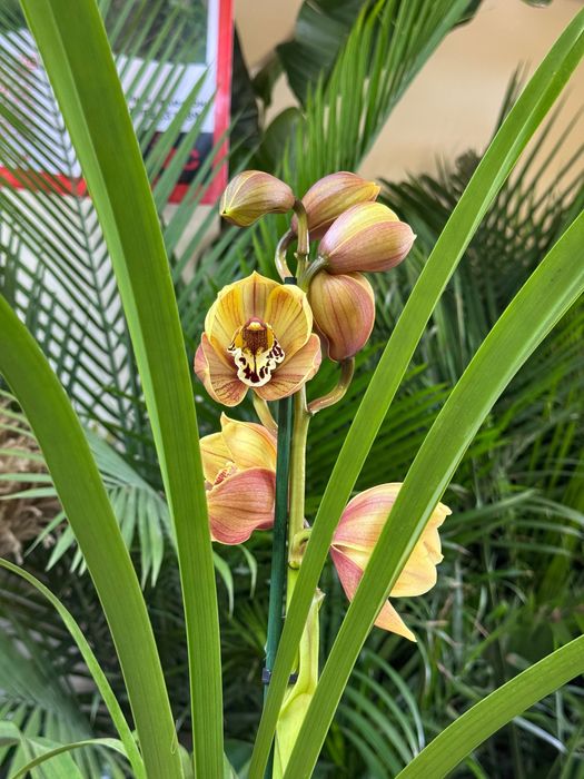 Цимбидиум. Орхидея