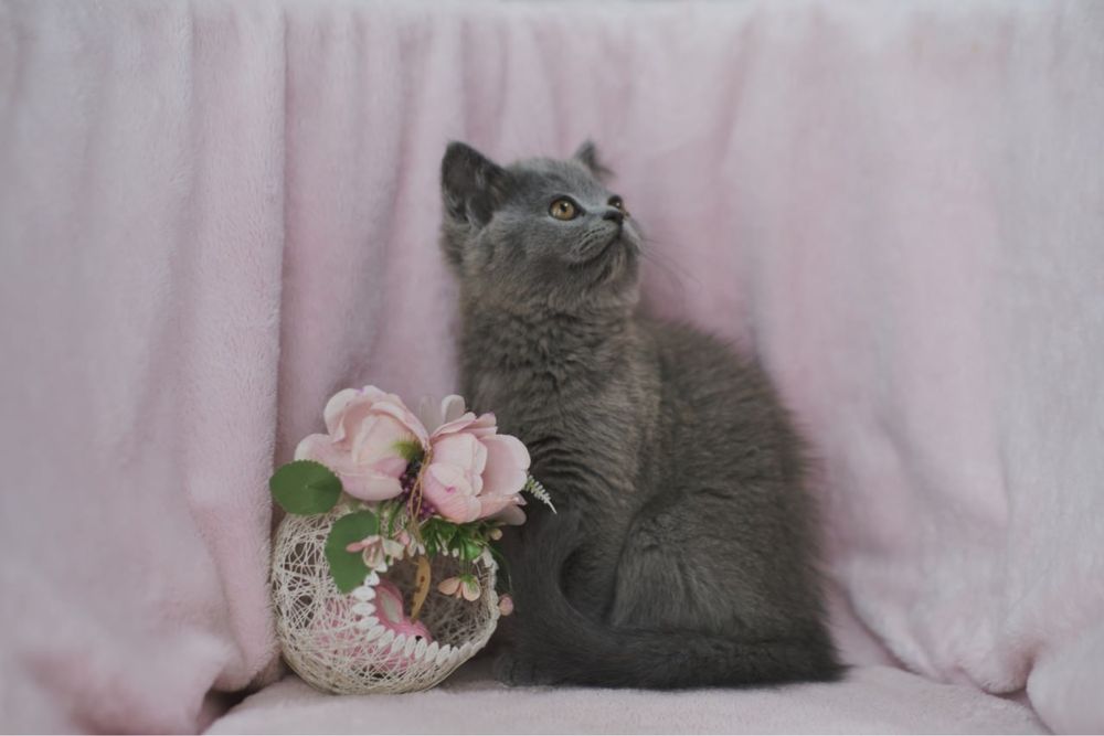 Британский мальчик