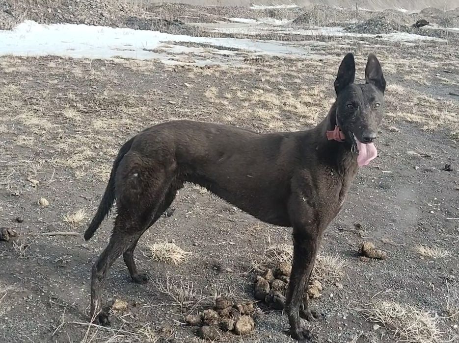 Продам Чистокровного Грейхаунда,