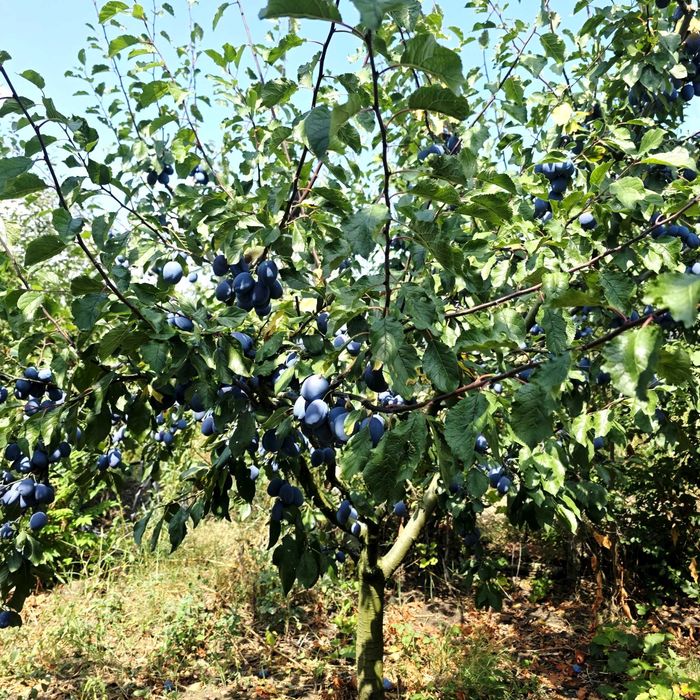 Продавам дворно място с овошки