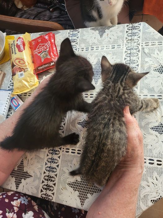 Пришахтинск.Котят в добрые руки.