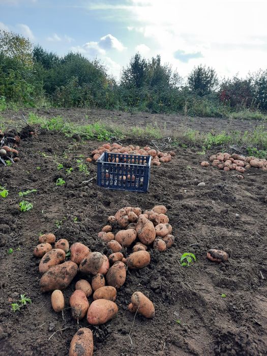 Продам дачный красный картофель