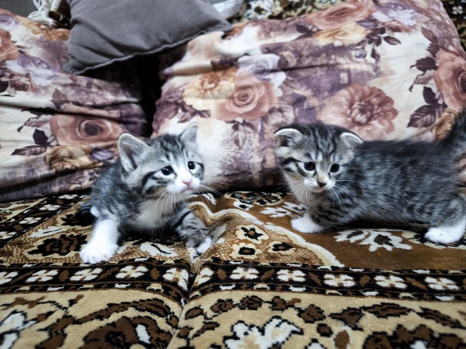Котята вислоухие  Скоттиш-фолд (вислоухие) и скоттиш-страйт (прямоухие