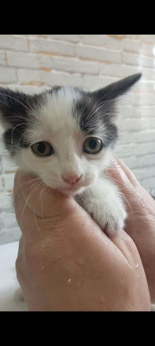 Котята бесплатно