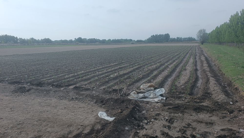 Помидор кучатлари