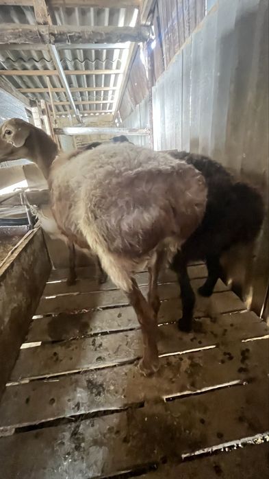 семіз Қойлар сатылады