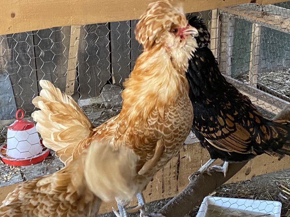 Oua de Gaini Australorp Albastru