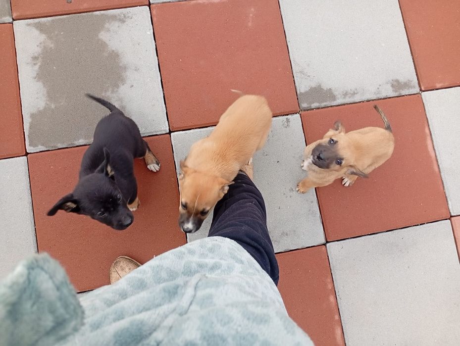 Donez pui căței belgian cu doberman