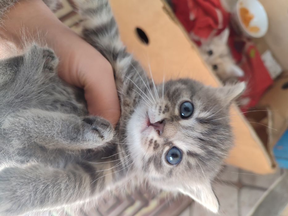 Отдаю котят в добрые руки