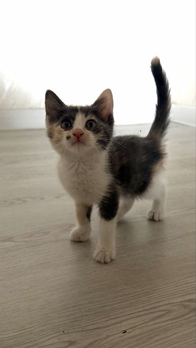 Пристраиваются котята