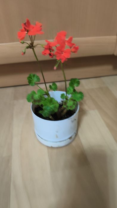 Продаются герани