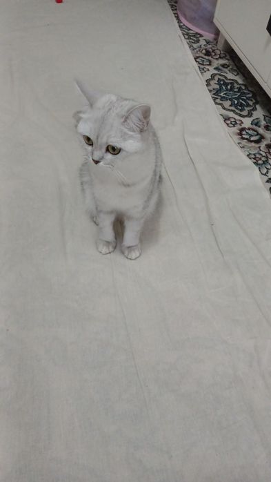 Чистокровная шиншилла