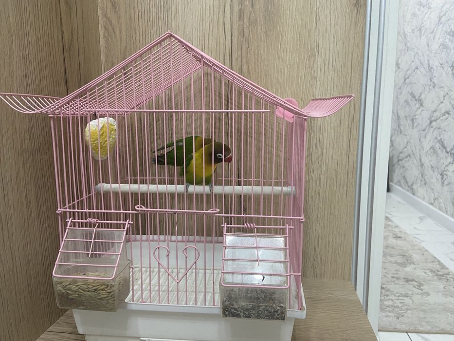 Попугай 2шт вместе с клеткой