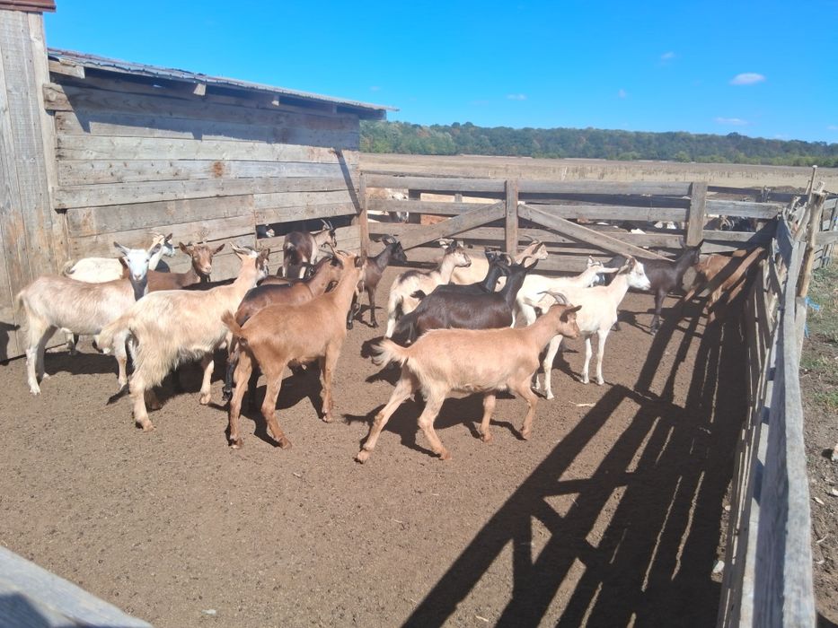 Iede carpatine gestante 350lei/buc.