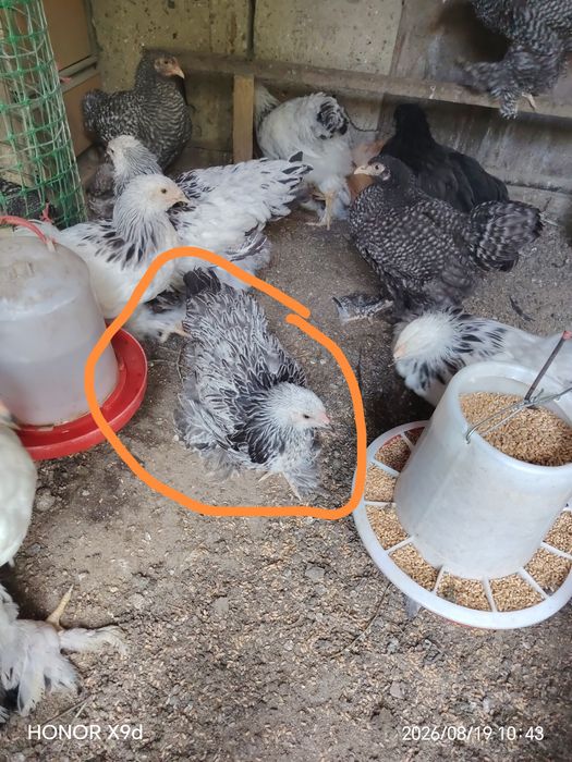 Продам Брамы Далматинцы Мраморные.