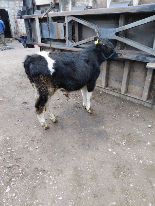 Асалам алейкум продам бычок 360 тысяч уена