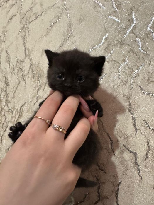 Британская малышка