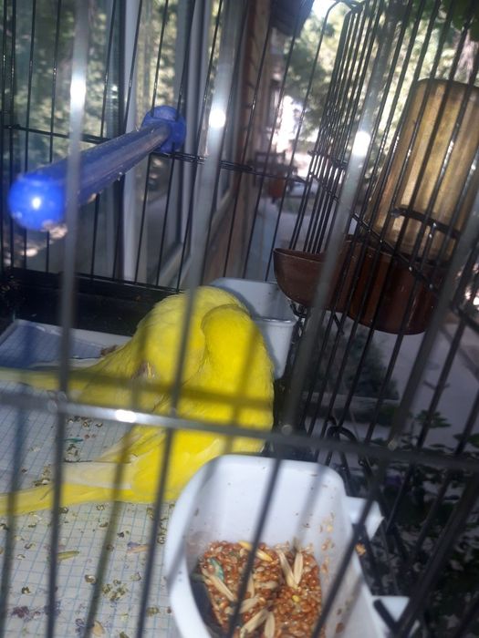 Popugay sariq. Жёлтые попугаи