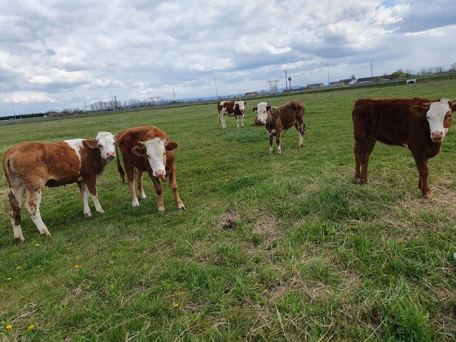 Vand 5 juninci baltate