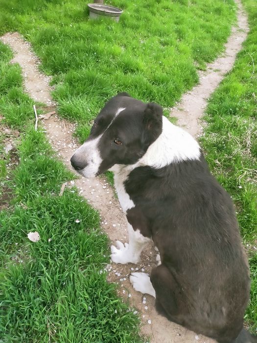 собака срелнеазиат