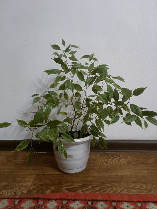 Название:Фикус Бенджамин