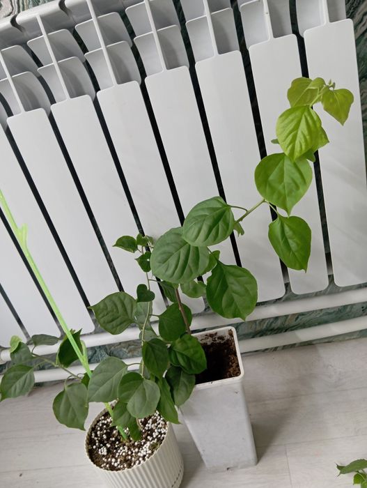 Бугенвиллия взрослое растение