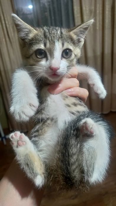 Котята воспитанные, ухоженные