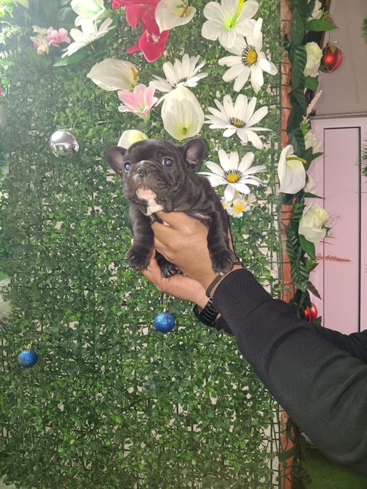 Френски булдог french bulldog