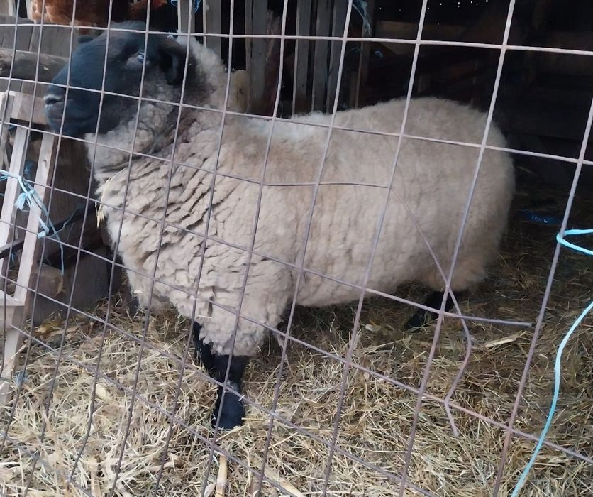 Vând berbec rasa suffolk