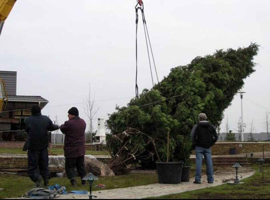 Посадка-пересадка  деревьев