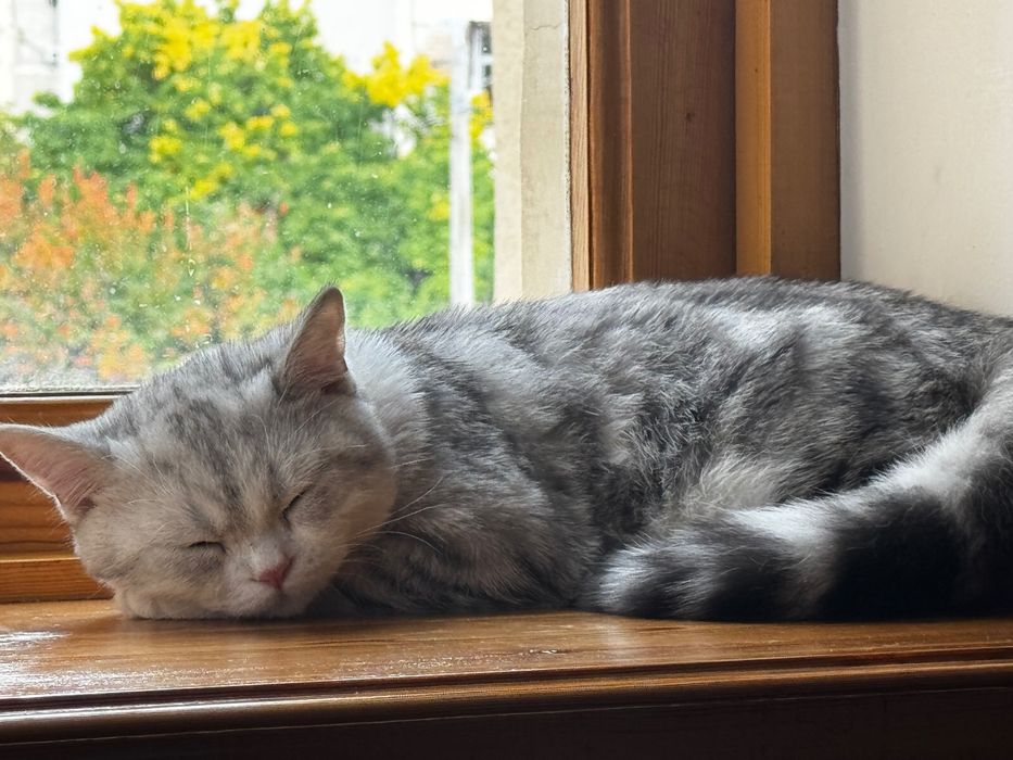 Mushuk sotiladi srochna!!! 100$